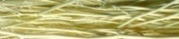  Albico Sp 11.  