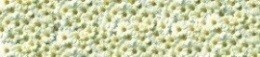  Albico Sp 19.  